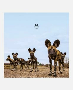 KOST Album Vinyle - BALTHAZAR